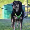 Bonnie wünscht sich ein Zuhause