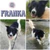 FRANKA -Menschenbezogene Junghündin-