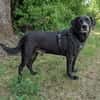 Labradormischling Pauli sucht Familie