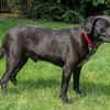 Labradormischling Pauli sucht Familie