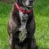 Labradormischling Pauli sucht Familie