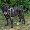 Labradormischling Pauli sucht Familie