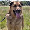 🐾 Samson  charmanter Familienhund