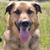 🐾 Samson  charmanter Familienhund