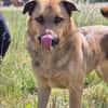 🐾 Samson  charmanter Familienhund