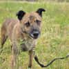 Sammy  - freundlicher Hundemann