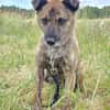 Sammy  - freundlicher Hundemann