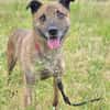 Sammy  - freundlicher Hundemann