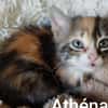 ATHENA réservée