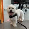 PIMOUSSE