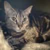 MINETTE