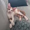 LEVI, chaton créole mâle