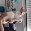 LEVI, chaton créole mâle