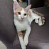 LEVI, chaton créole mâle