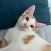 LEVI, chaton créole mâle