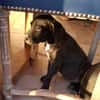 NERA, chiot femelle croisée braque