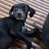 NEBBIU, chiot femelle croisée braque