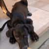 NEBBIU, chiot femelle croisée braque