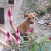 NUCCIOLA, chiot femelle croisée braque
