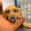 NUCCIOLA, chiot femelle croisée braque