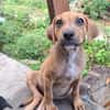 NUCCIOLA, chiot femelle croisée braque