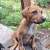 NUCCIOLA, chiot femelle croisée braque