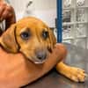 NUCCIOLA, chiot femelle croisée braque