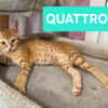 UNO / DUE / TRE / QUATTRO / CINQUE