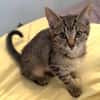 RAVI ET OLI À ADOPTER ENSEMBLE OU SEUL SI DÉJÀ UN CHAT PRÉSENT CHEZ VOUS