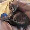 RAVI ET OLI À ADOPTER ENSEMBLE OU SEUL SI DÉJÀ UN CHAT PRÉSENT CHEZ VOUS