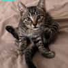 RAVI ET OLI À ADOPTER ENSEMBLE OU SEUL SI DÉJÀ UN CHAT PRÉSENT CHEZ VOUS