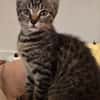 RAVI ET OLI À ADOPTER ENSEMBLE OU SEUL SI DÉJÀ UN CHAT PRÉSENT CHEZ VOUS