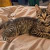 RAVI ET OLI À ADOPTER ENSEMBLE OU SEUL SI DÉJÀ UN CHAT PRÉSENT CHEZ VOUS