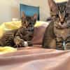 RAVI ET OLI À ADOPTER ENSEMBLE OU SEUL SI DÉJÀ UN CHAT PRÉSENT CHEZ VOUS