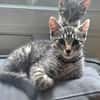 RAVI ET OLI À ADOPTER ENSEMBLE OU SEUL SI DÉJÀ UN CHAT PRÉSENT CHEZ VOUS