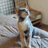 BABETH Chaton femelle type européen