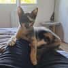 BABETH Chaton femelle type européen