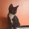 BAGHERRA, chaton femelle type européen