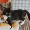 BAGHERRA, chaton femelle type européen