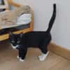 BAGHERRA, chaton femelle type européen