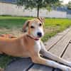 CARAMELA, Chiot Berger Créole