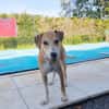 CARAMELA, Chiot Berger Créole