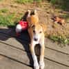 CARAMELA, Chiot Berger Créole