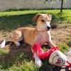 CARAMELA, Chiot Berger Créole