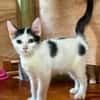 ERENE, chaton femelle type européen