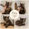 Romy