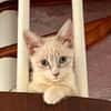 MARIE, chaton femelle type européen