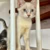 MARIE, chaton femelle type européen
