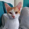 MIEL, chaton créole mâle