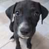 NÉVÉ, chiot femelle croisée braque